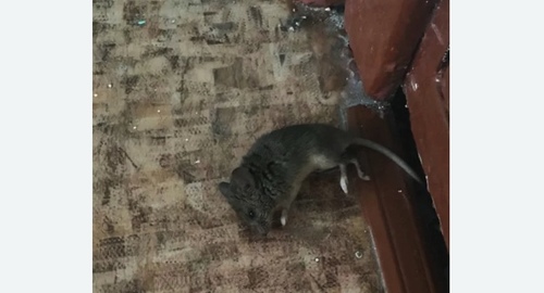 Дезинфекция от мышей в Сорочинске