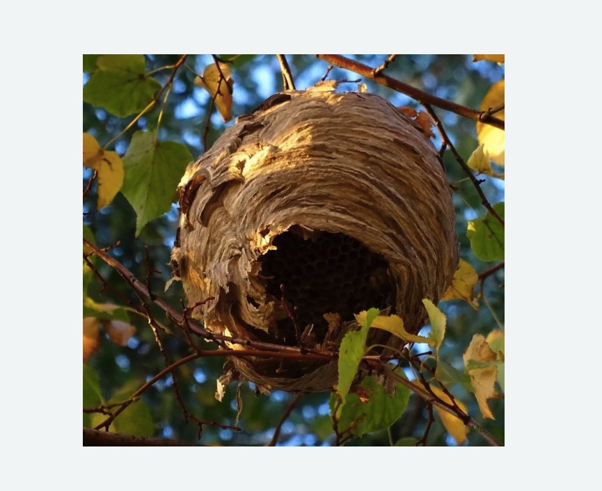 Обработка от шершней в Сорочинске