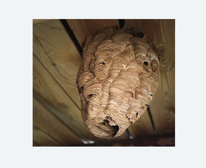 обработка от шершней в Сорочинске