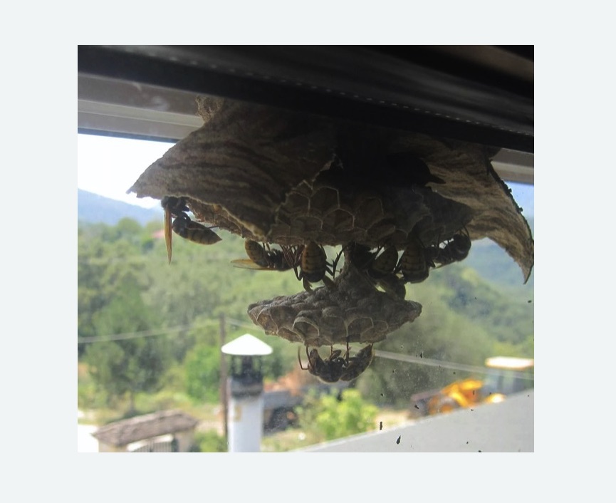 Уничтожение гнёзд шершней в Сорочинске