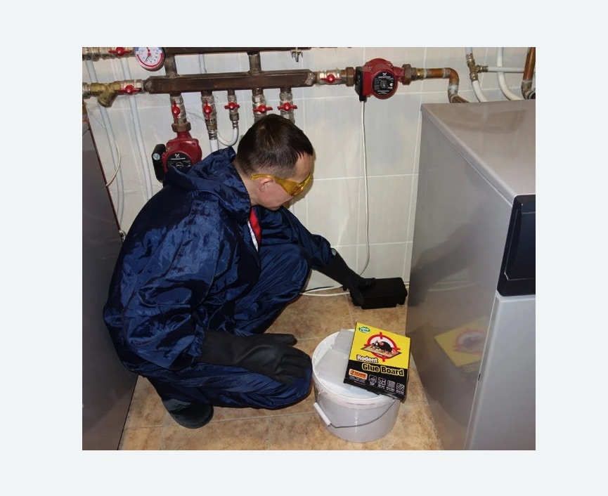 Уничтожение крыс в Сорочинске